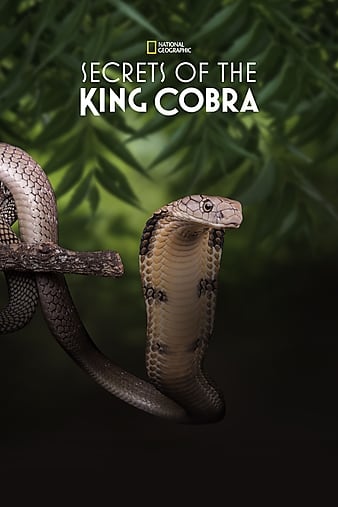 مشاهدة فيلم Secrets of the King Cobra 2010 مترجم