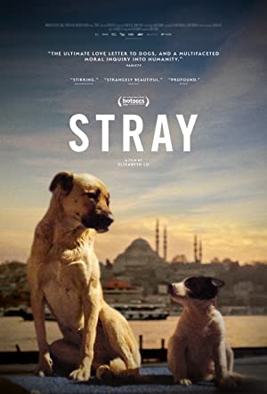 مشاهدة فيلم Stray 2020 مترجم
