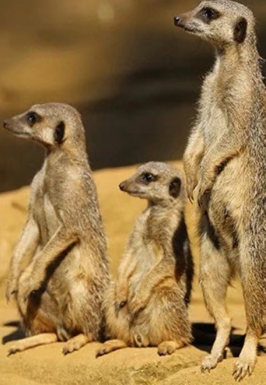 مشاهدة فيلم Meet the Meerkats 2020 مترجم